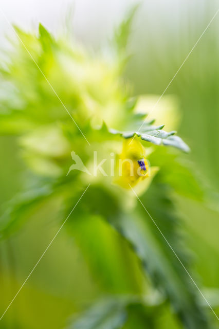 Greater Yellow-rattle (Rhinanthus angustifolius)