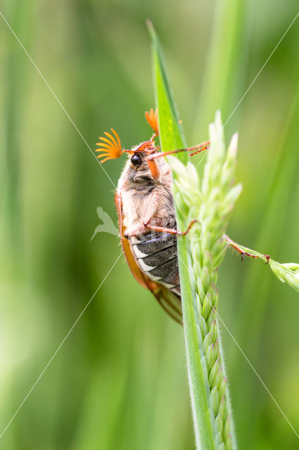 common cockchafer (Melolontha melolontha)