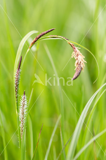 Zwarte zegge (Carex nigra)
