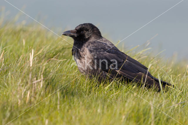 Hooded Crow x Carrion Crow (Corvus cornix x Corvus corone)