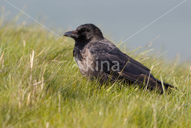 Hybride Bonte Kraai x Zwarte Kraai (Corvus cornix x Corvus corone)