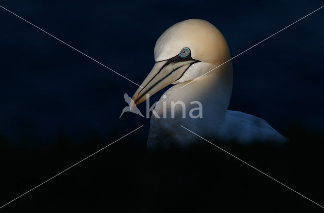 Northern Gannet (Morus bassanus)