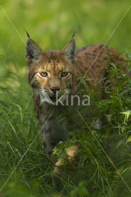 Eurasian Lynx (Lynx lynx)