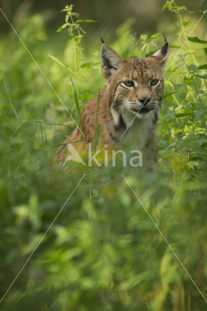 Eurasian Lynx (Lynx lynx)