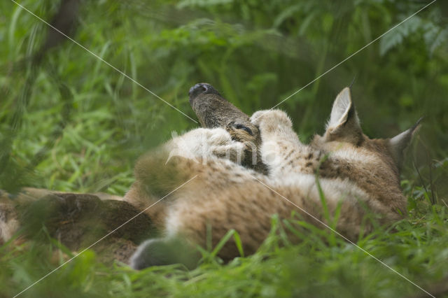 Eurasian Lynx (Lynx lynx)