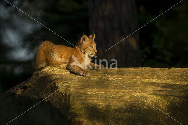 Euraziatische lynx (Lynx lynx)