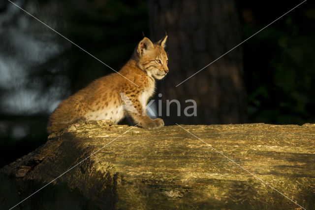 Eurasian Lynx (Lynx lynx)