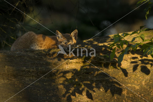 Euraziatische lynx (Lynx lynx)