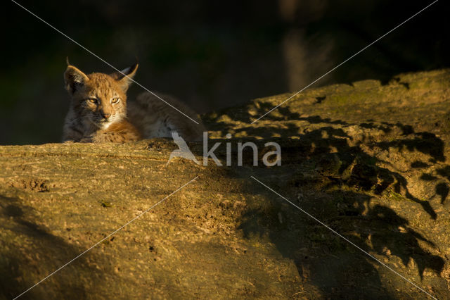 Euraziatische lynx (Lynx lynx)