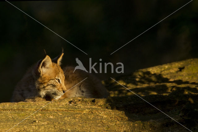 Euraziatische lynx (Lynx lynx)