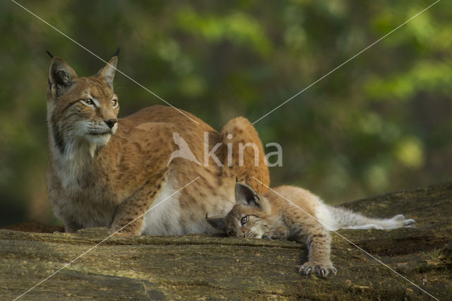 Euraziatische lynx (Lynx lynx)