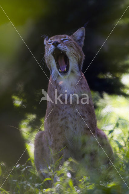 Euraziatische lynx (Lynx lynx)