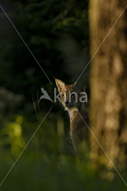 Euraziatische lynx (Lynx lynx)