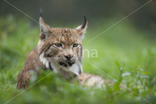 Euraziatische lynx (Lynx lynx)