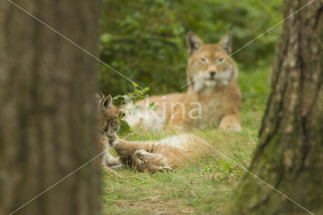 Euraziatische lynx (Lynx lynx)