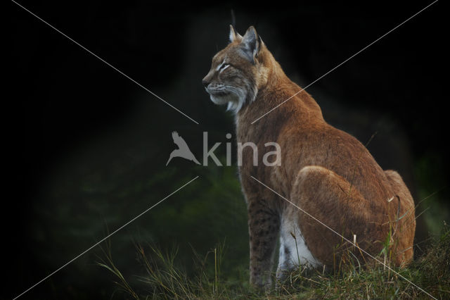 Euraziatische lynx (Lynx lynx)