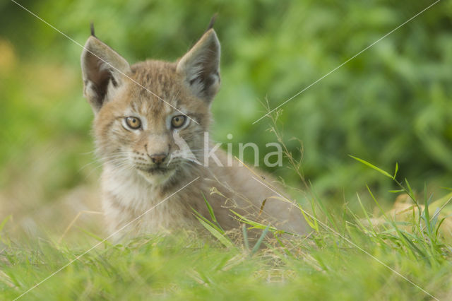 Euraziatische lynx (Lynx lynx)