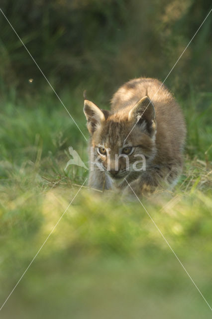 Euraziatische lynx (Lynx lynx)