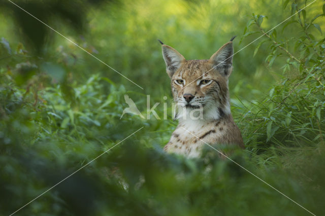 Euraziatische lynx (Lynx lynx)