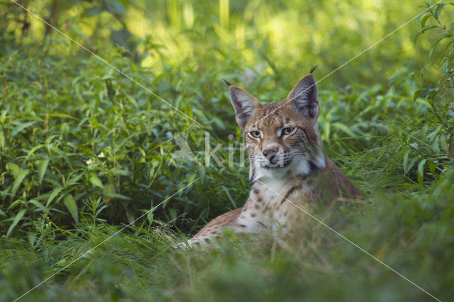 Euraziatische lynx (Lynx lynx)