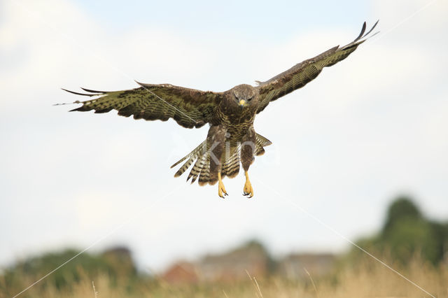 Common Buzzard (Buteo buteo)