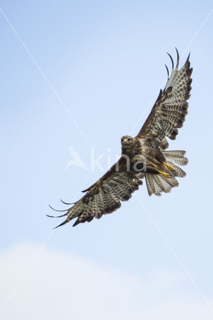 Common Buzzard (Buteo buteo)