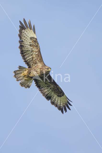 Common Buzzard (Buteo buteo)