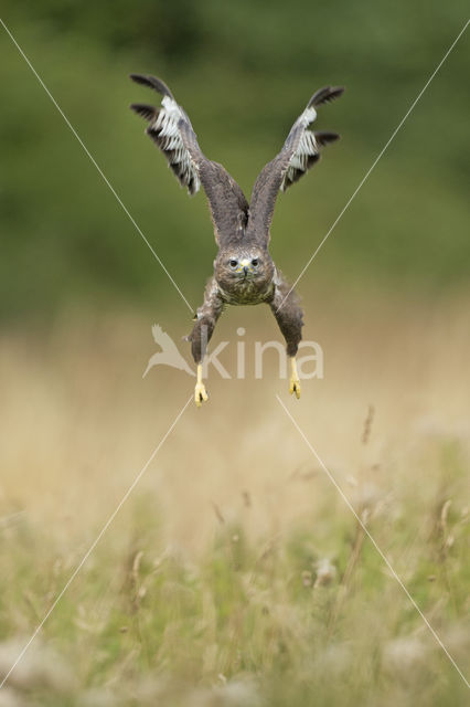 Common Buzzard (Buteo buteo)