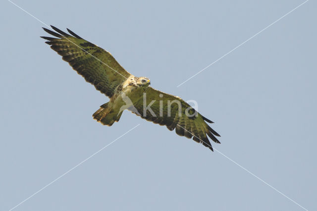 Common Buzzard (Buteo buteo)