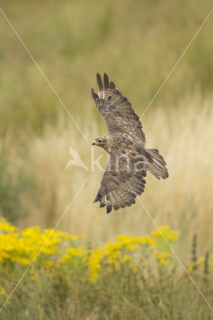 Common Buzzard (Buteo buteo)