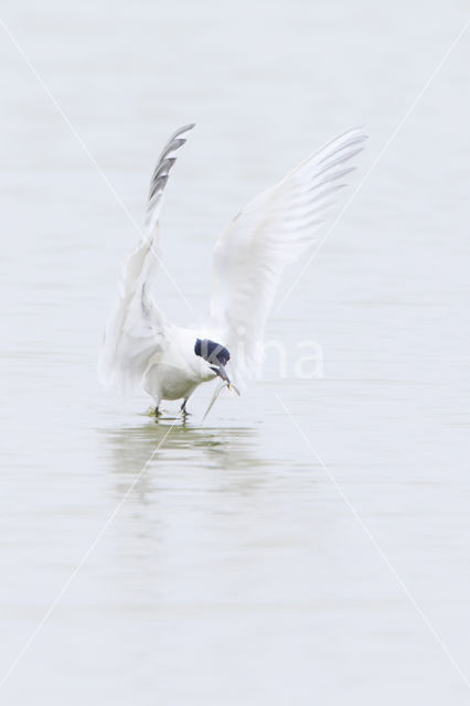 Sandwich Tern (Sterna sandvicencis)