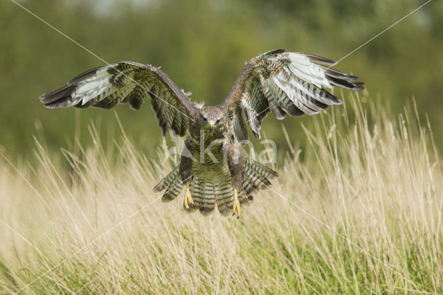 Common Buzzard (Buteo buteo)
