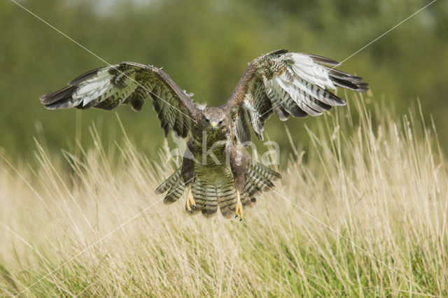 Buizerd (Buteo buteo)