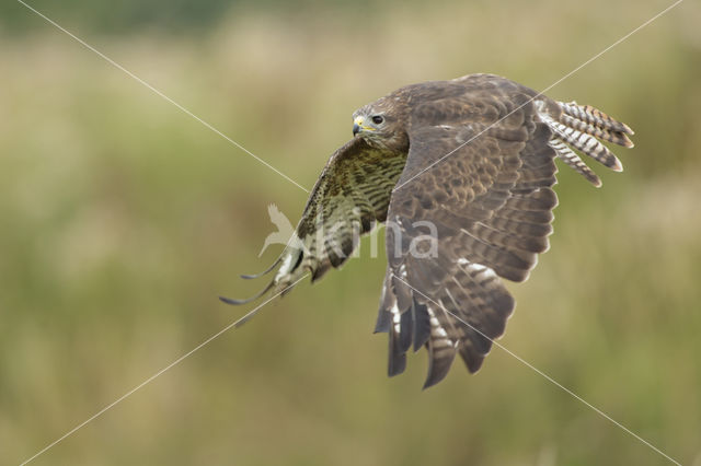Common Buzzard (Buteo buteo)