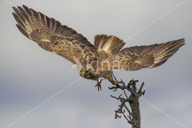 Buizerd (Buteo buteo)