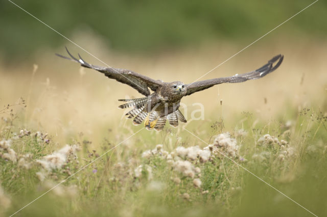 Common Buzzard (Buteo buteo)