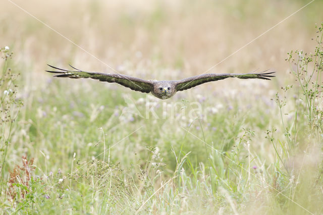 Common Buzzard (Buteo buteo)