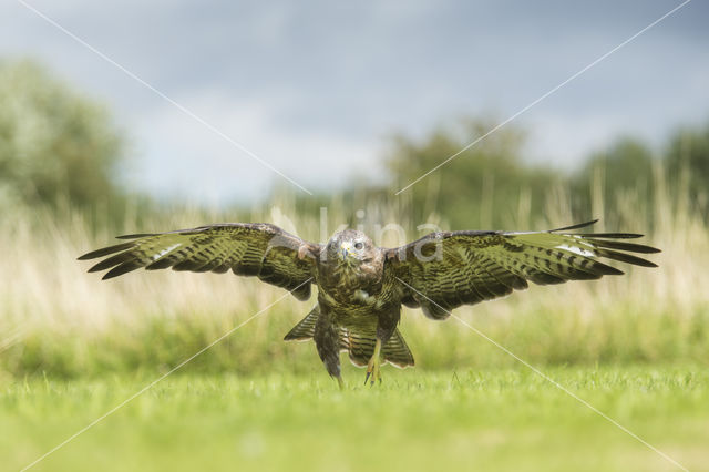 Common Buzzard (Buteo buteo)