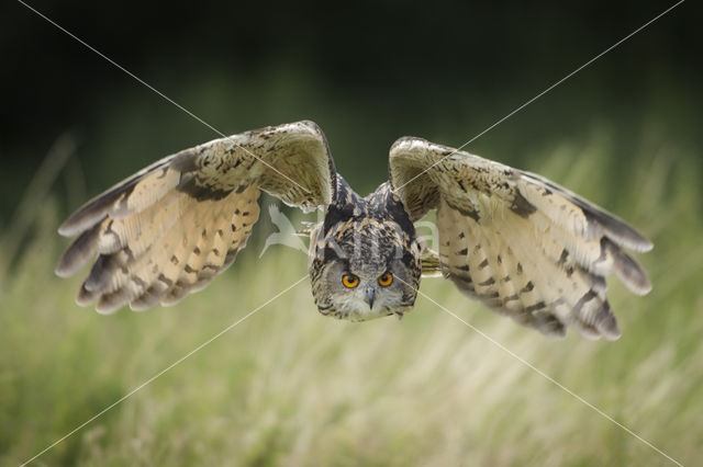 Eurasian Eagle-Owl (Bubo bubo)