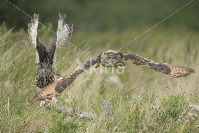 Eurasian Eagle-Owl (Bubo bubo)