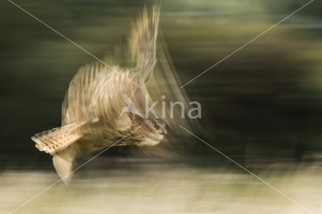 Eurasian Eagle-Owl (Bubo bubo)