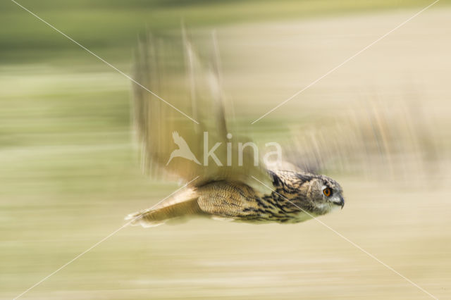 Eurasian Eagle-Owl (Bubo bubo)