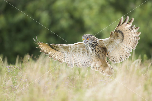 Eurasian Eagle-Owl (Bubo bubo)