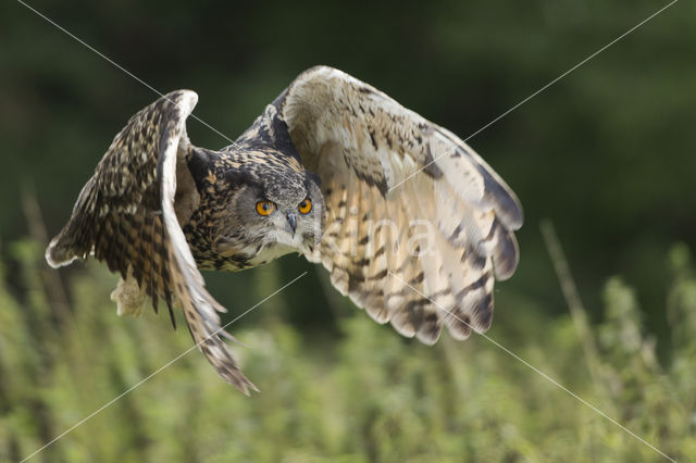 Eurasian Eagle-Owl (Bubo bubo)