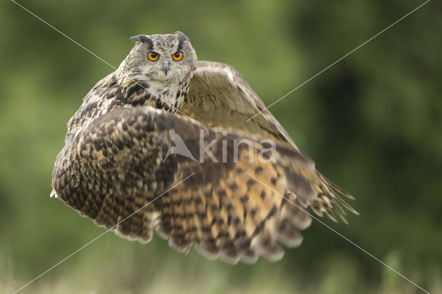 Eurasian Eagle-Owl (Bubo bubo)