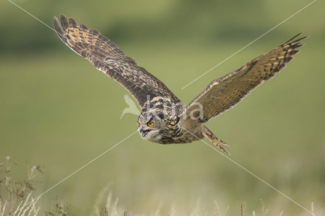 Eurasian Eagle-Owl (Bubo bubo)