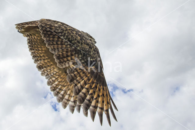 Eurasian Eagle-Owl (Bubo bubo)