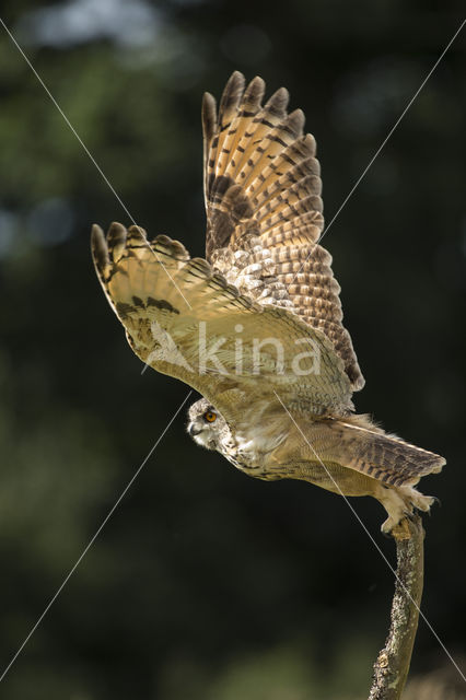 Eurasian Eagle-Owl (Bubo bubo)