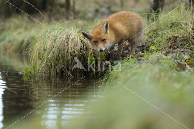 Fox (Vulpes vulpes)