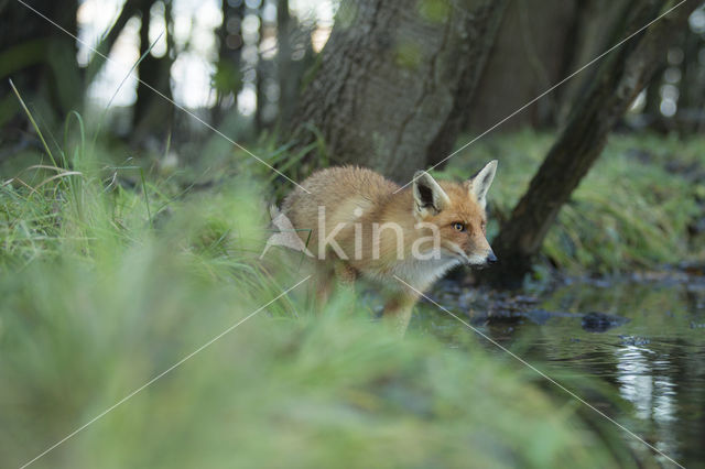 Fox (Vulpes vulpes)